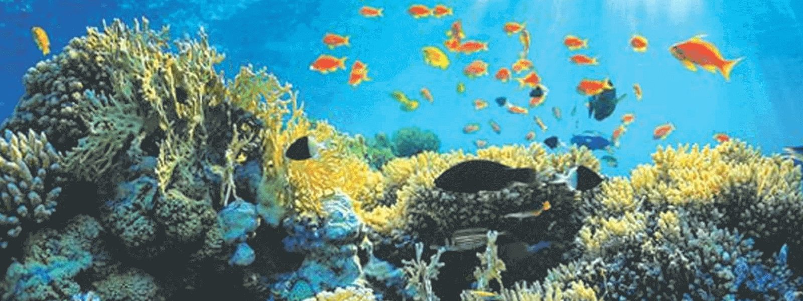 Sri Lanka aiming to boost coral ecosystems